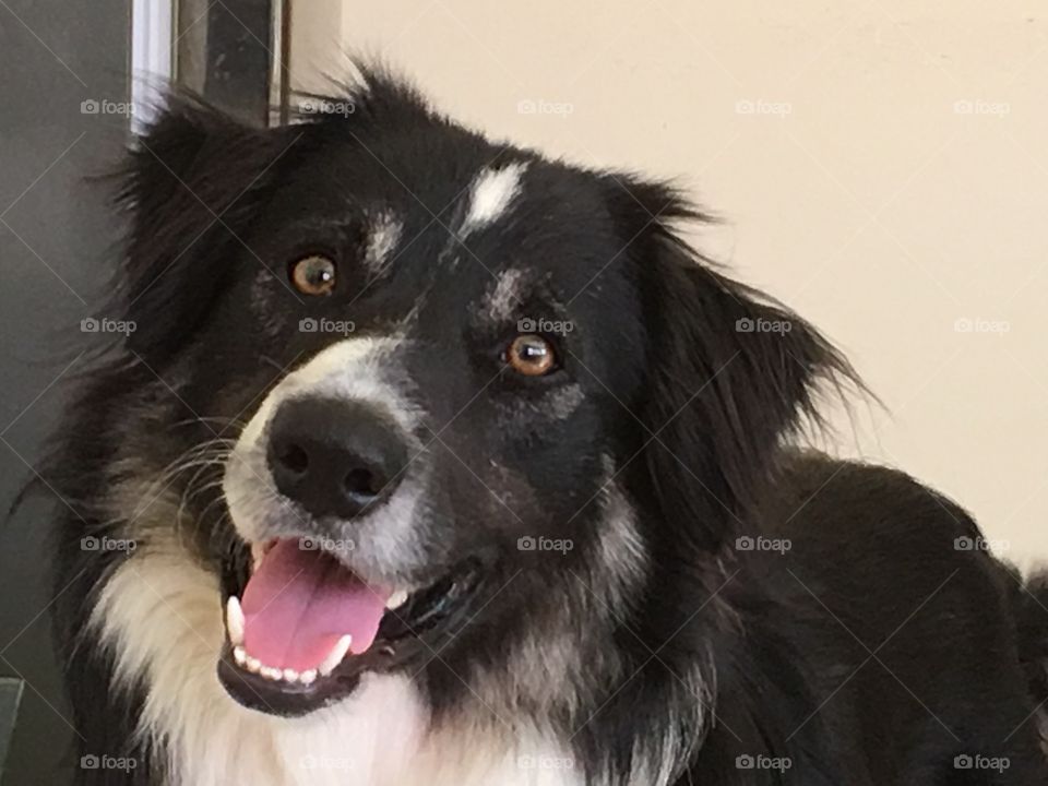 Border collie sheepdog happy face