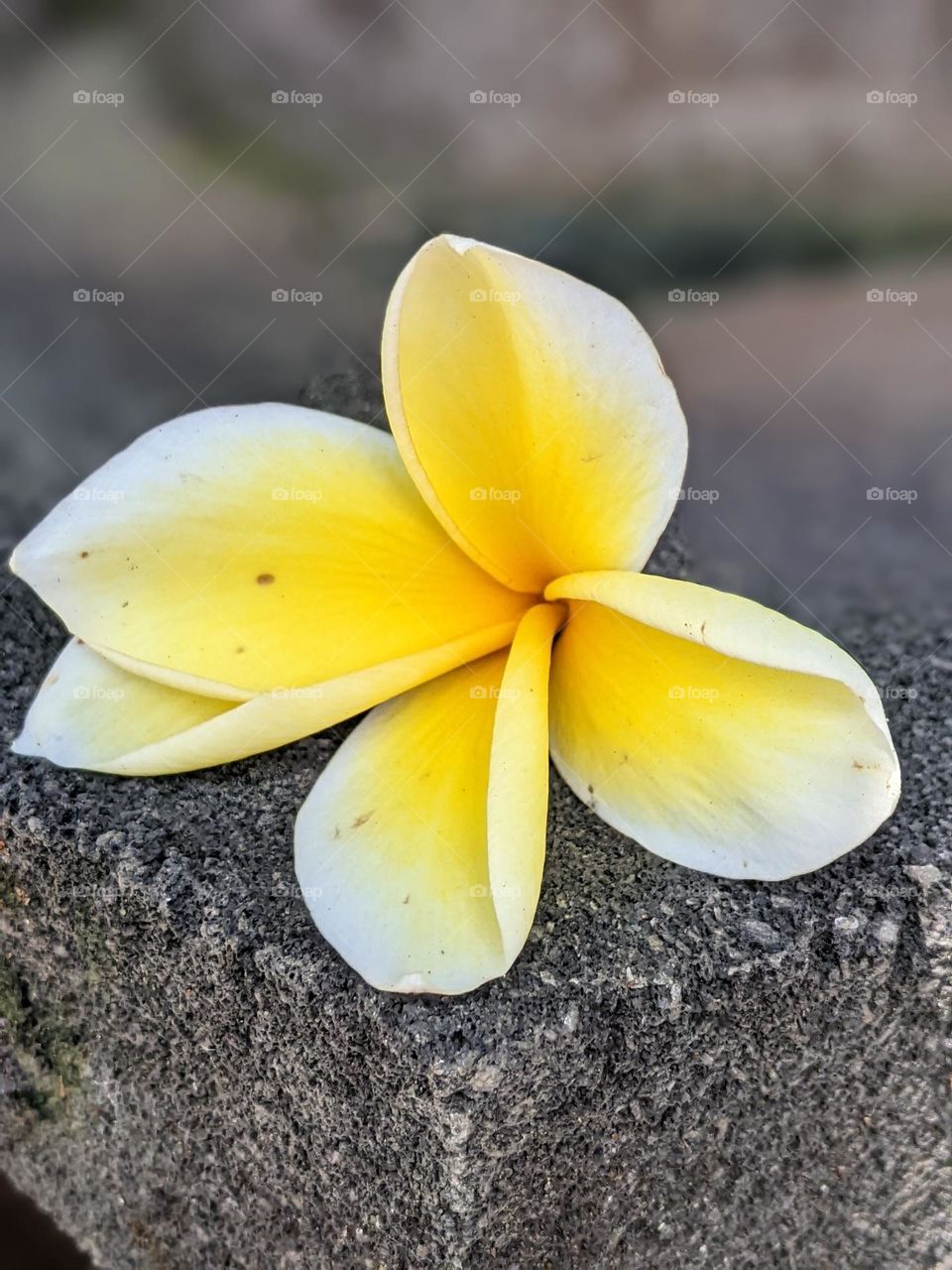 frangipani flower