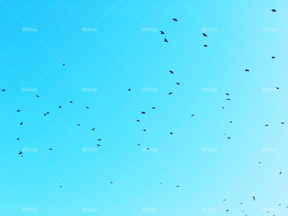 Lots of crows in the sky, birds flying overhead, scary flock of birds, creepy crows flying n the sky, black crows in the sky, large amount of crows in one area