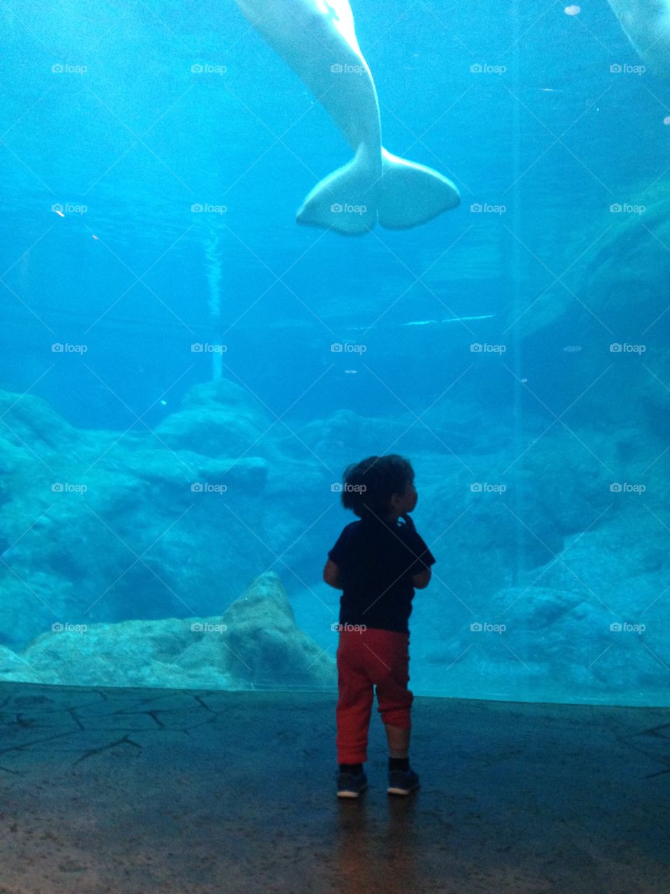 Boy looking at the beluga whales at the aquarium.