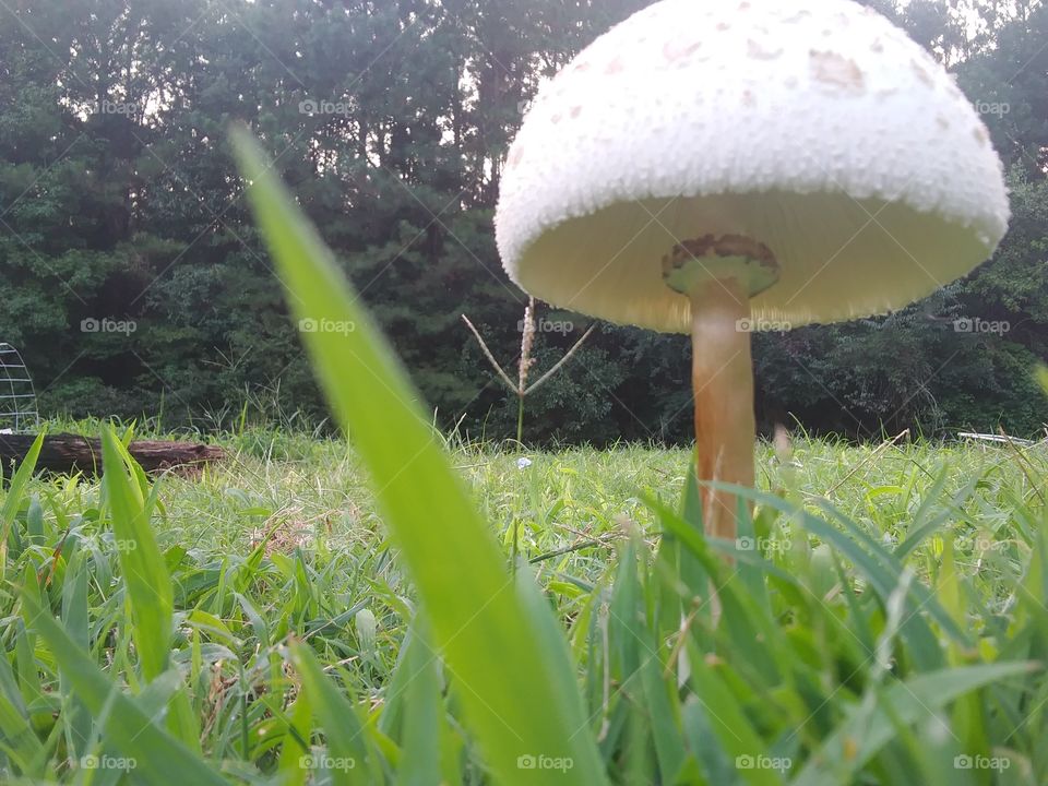mushroom and 1 blade of grass photo bombing