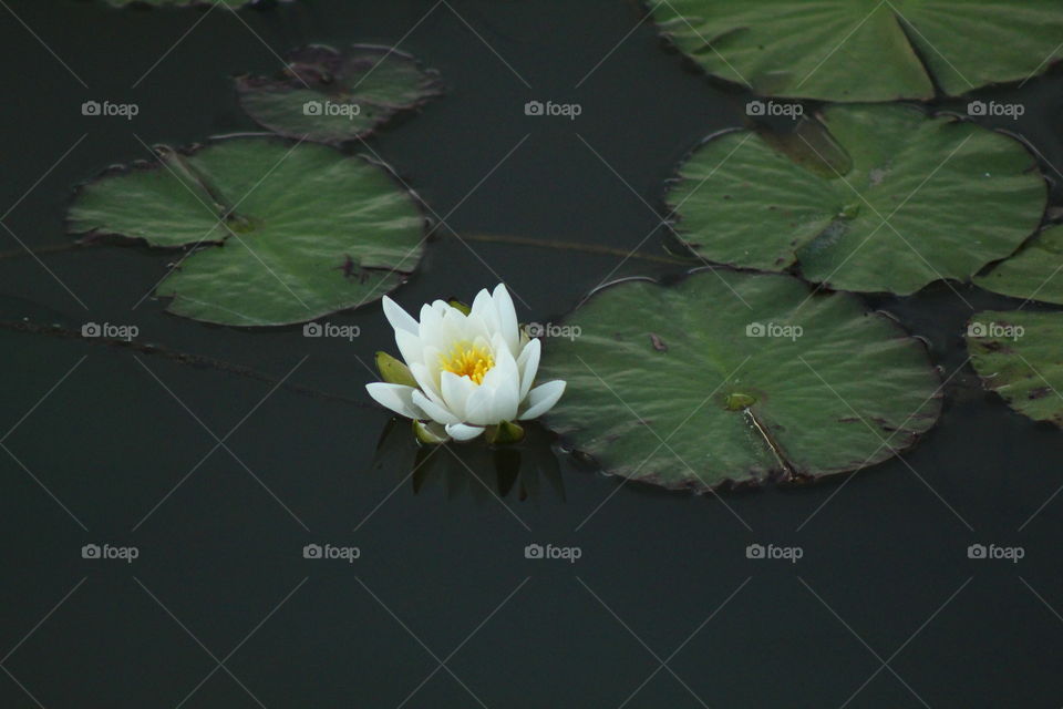 A Beautiful Bloomed Lily Pad with Flower 