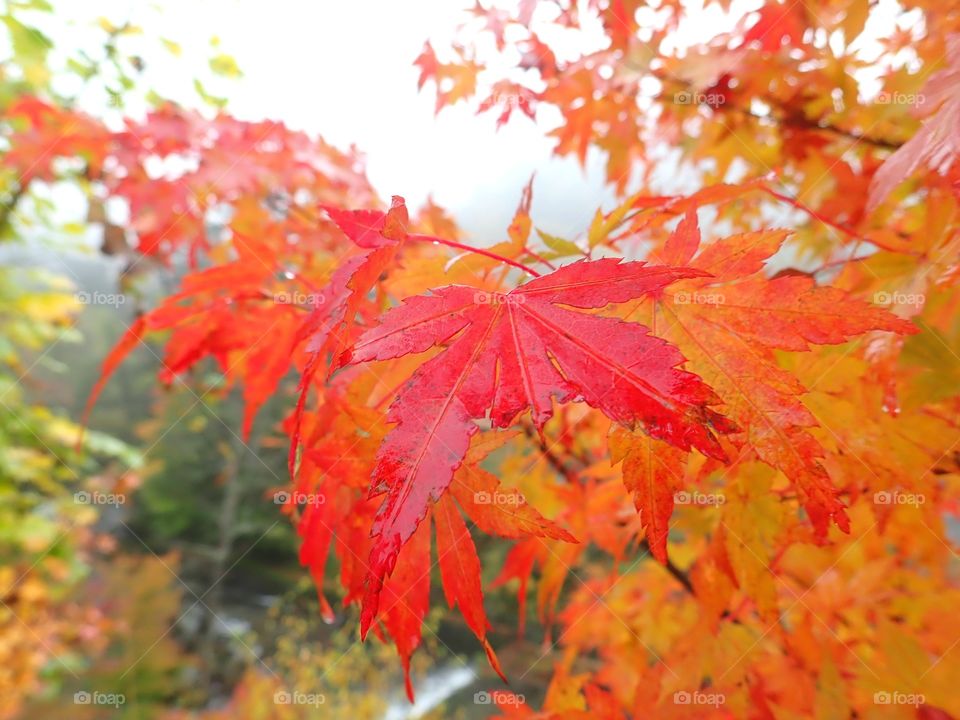 Beautiful fall trees