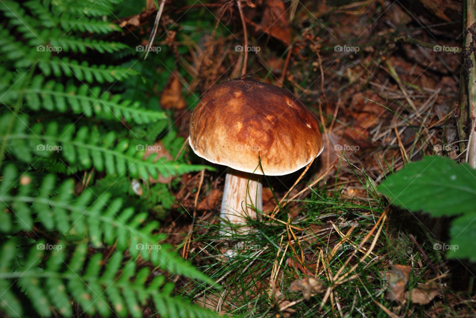 forest fall autumn skog by jbdc