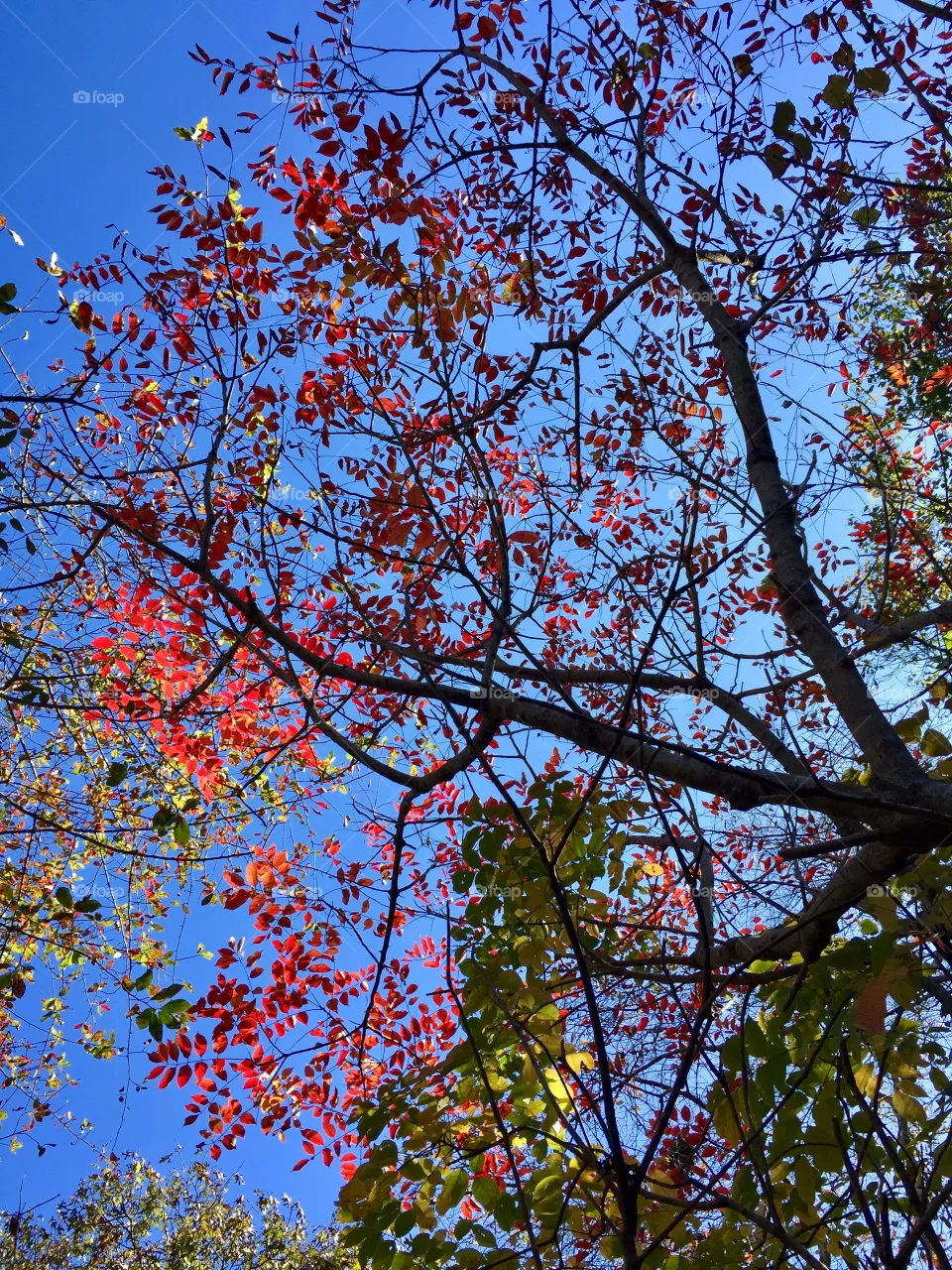 Fall 