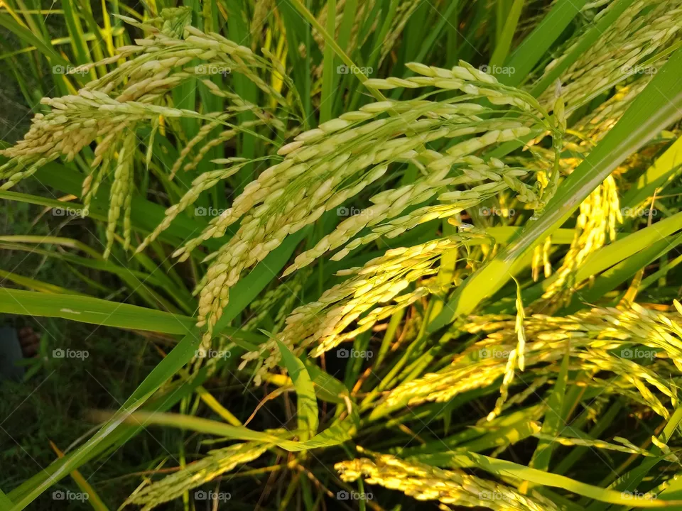 Rice plant, Paddy plant