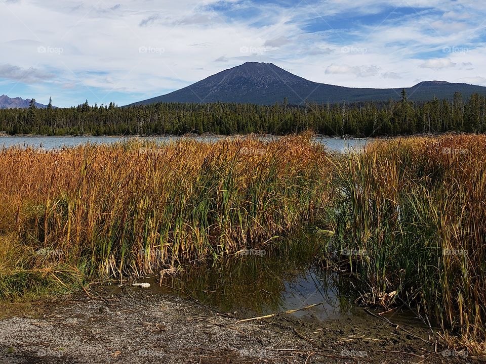Mt. Bachelor in Oregon’s Cascade Mountain Range overlooks Lava Lake and the reeds along its shores in their fall colors of yellow and orange in the Deschutes National Forest on a sunny autumn day.