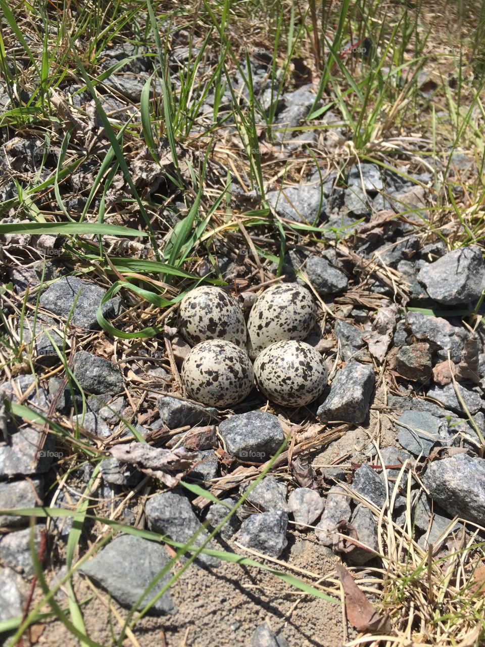 Killdeer eggs in the ground nest