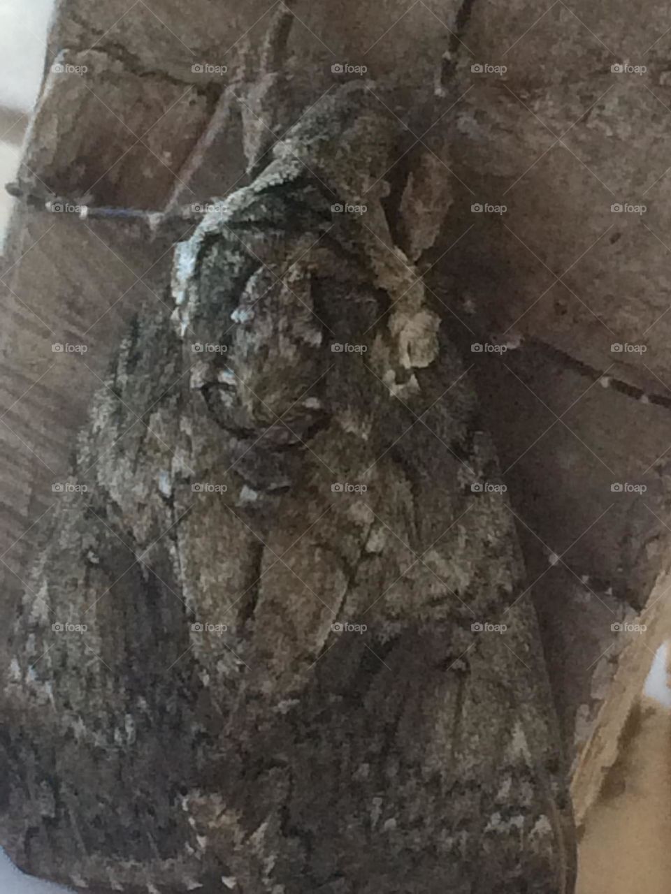 Moth