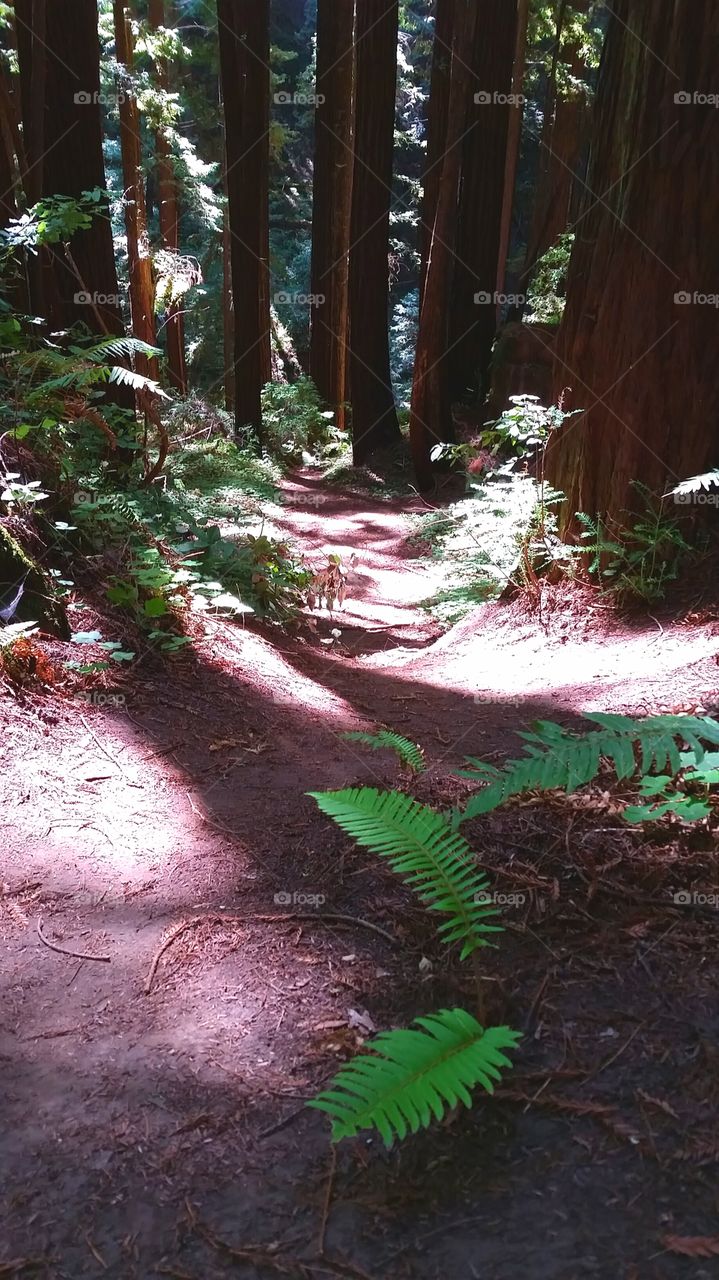 Shadow in the redwood forest