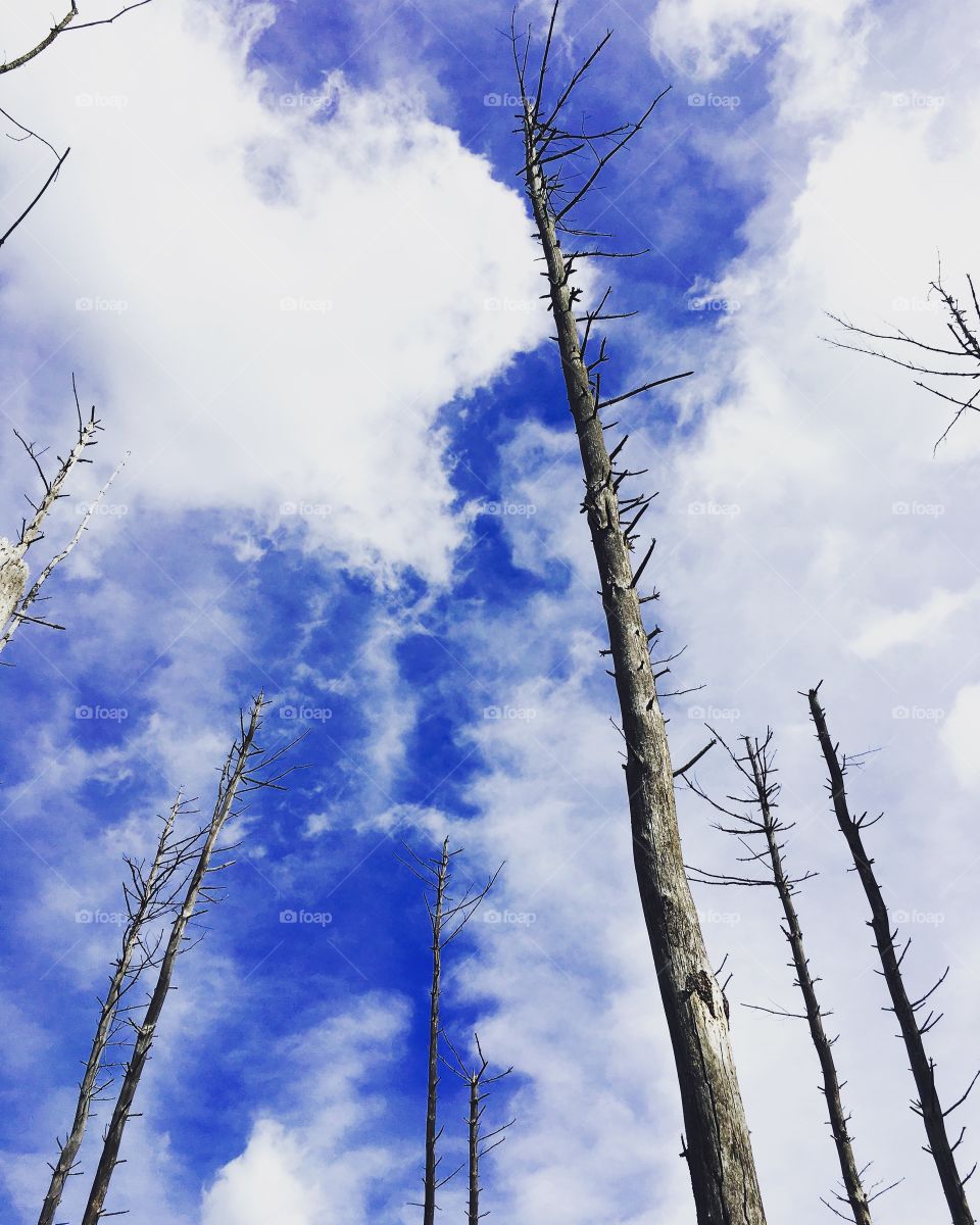 Cloud and trees