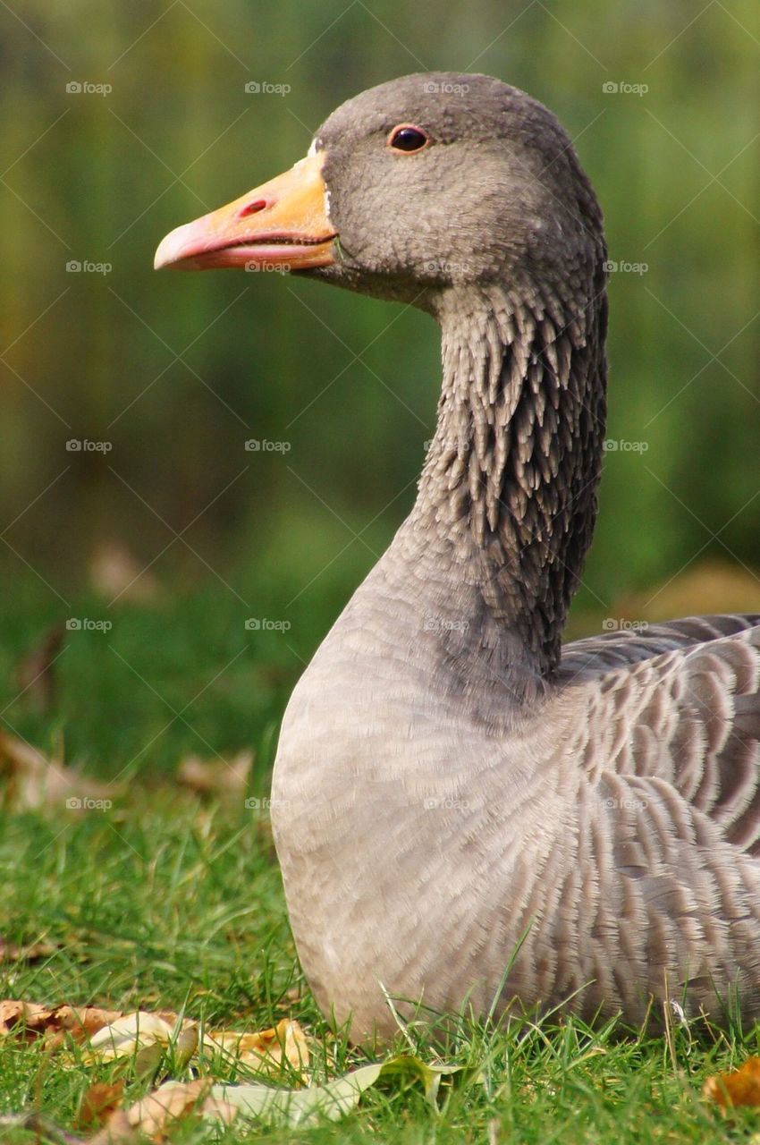 Profile of a goose
