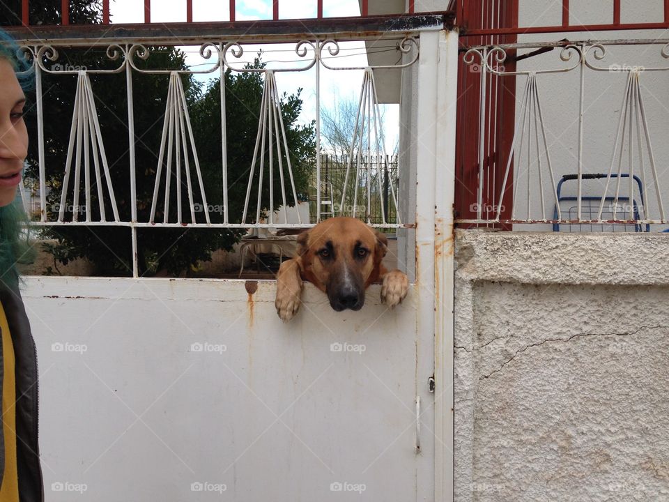 Dog, Door, Pet, Portrait, Mammal