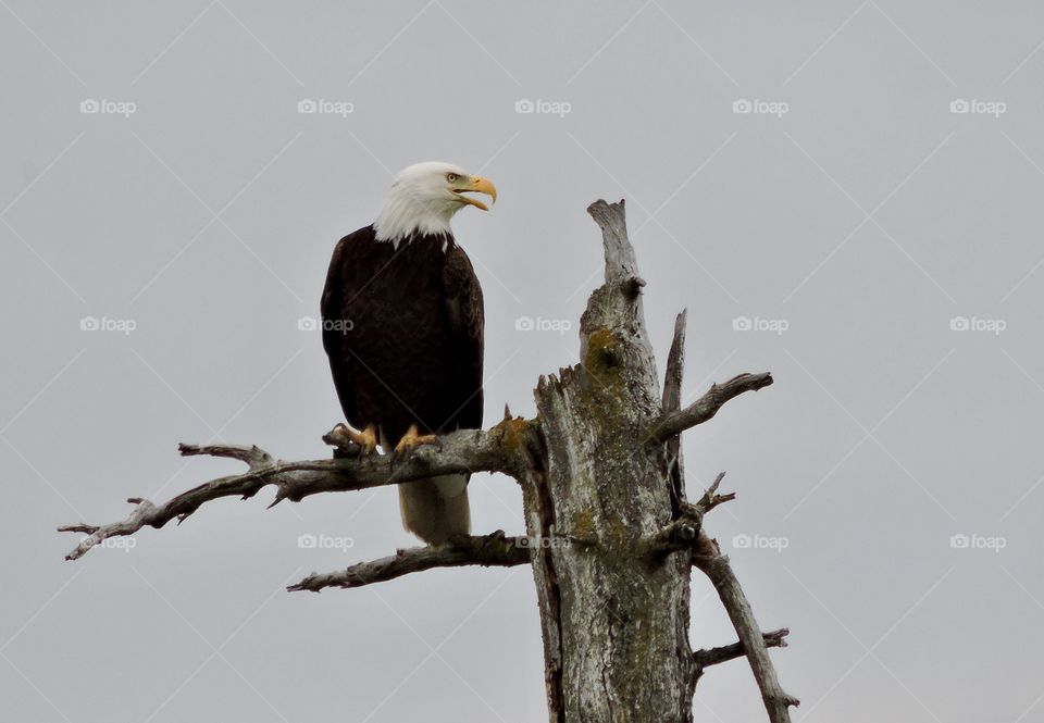 American Bald Eagle