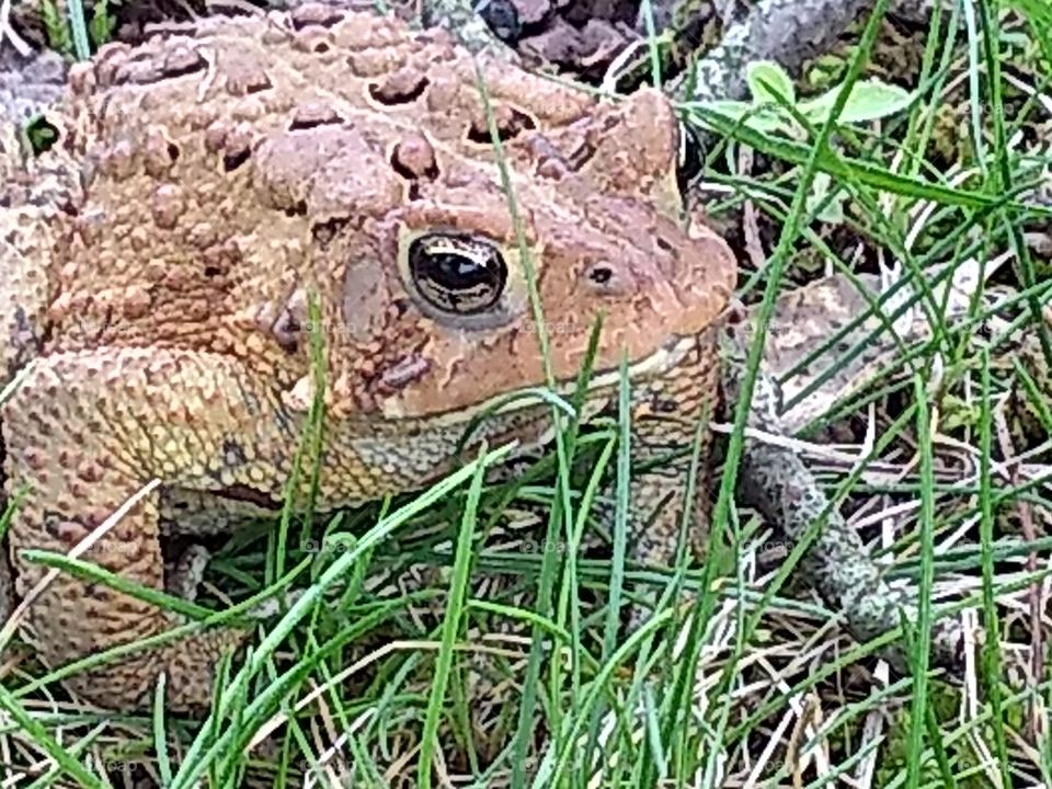 close-up of a brown and spotted frog in the spring grass