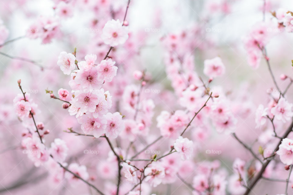 Blossoming sakura tree in the spring park