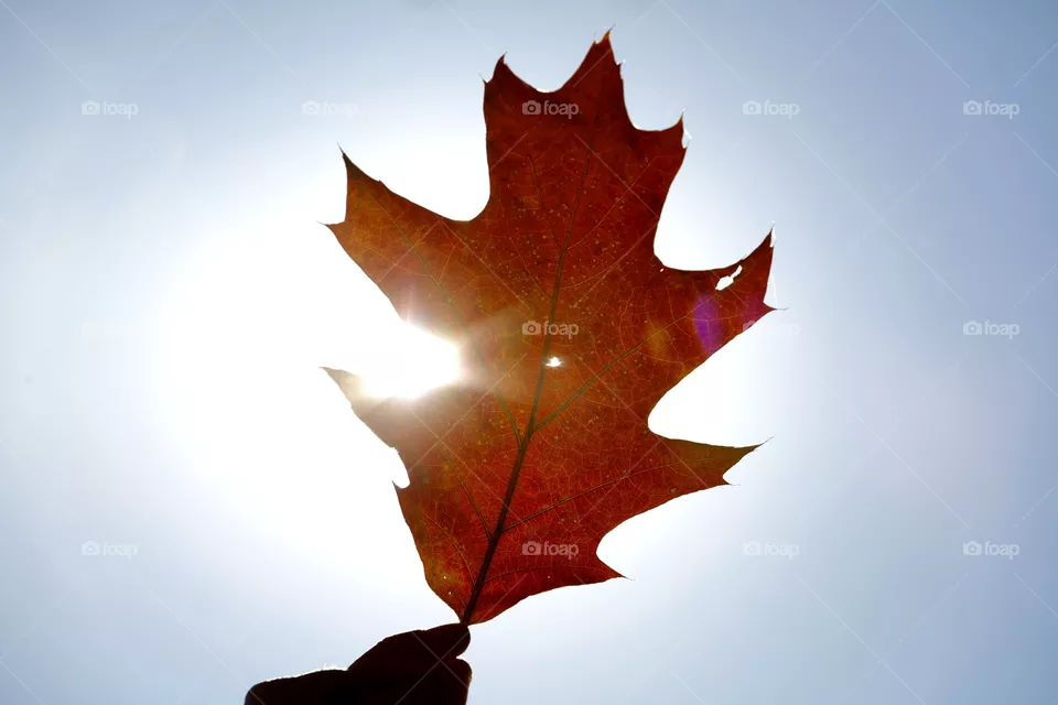 Autumn 
