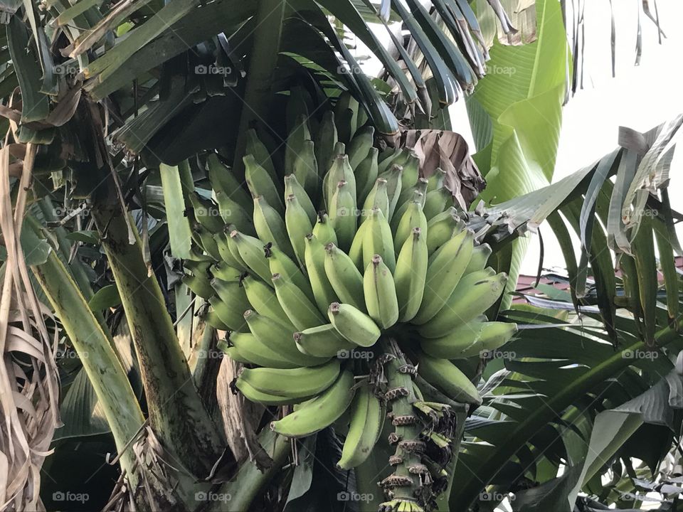 Banana tree in Maui