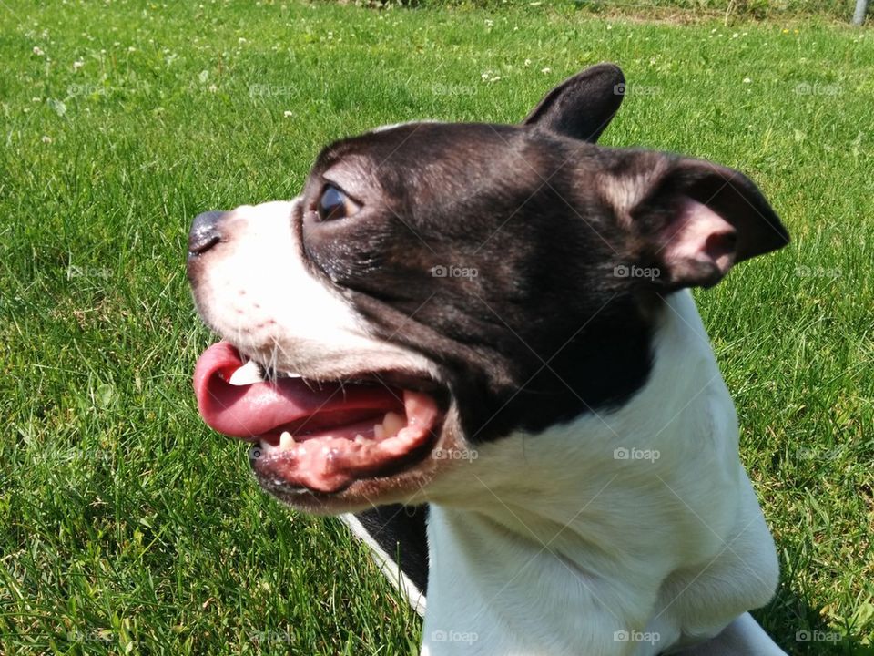 Boston terrier profile curved tongue 