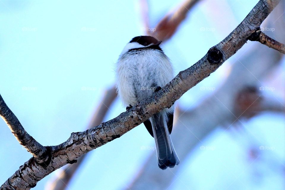 Chickadee perching