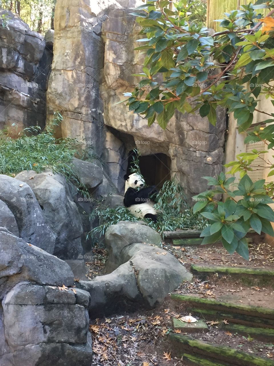 papa going to town on that bamboo. 