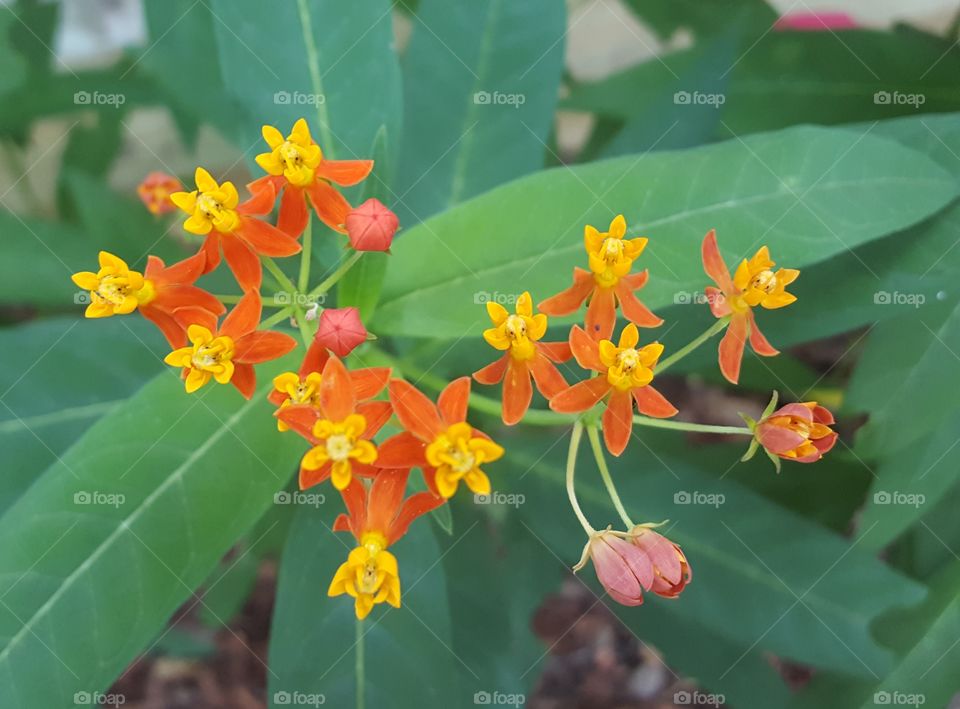 milkweed butterfly savior