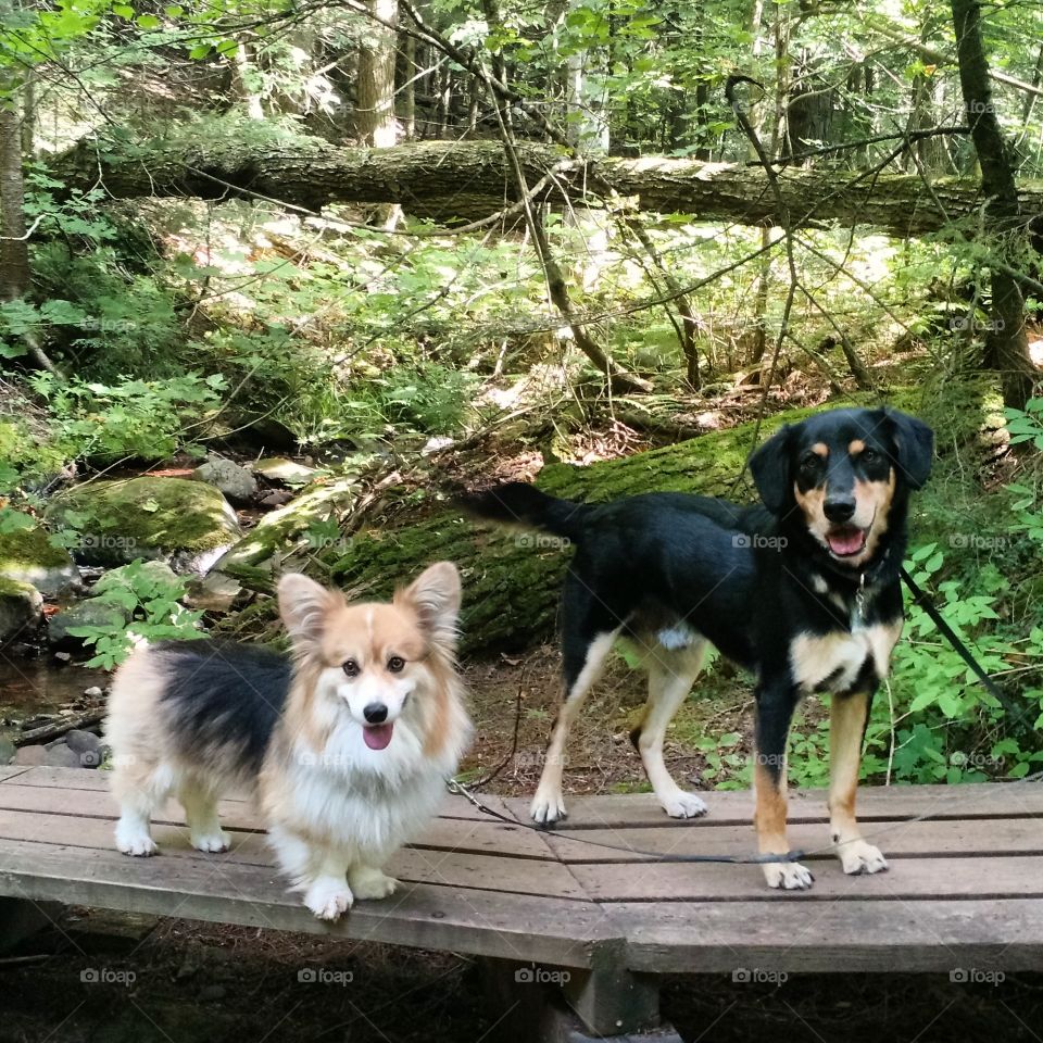 porcupine mountains dog walk