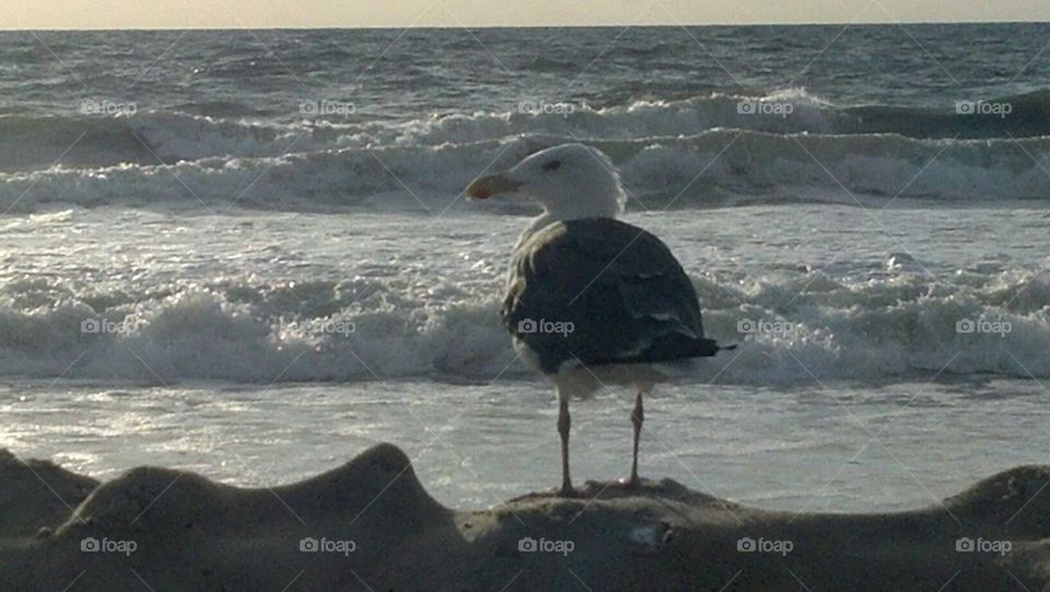 Gull on a stormy day 