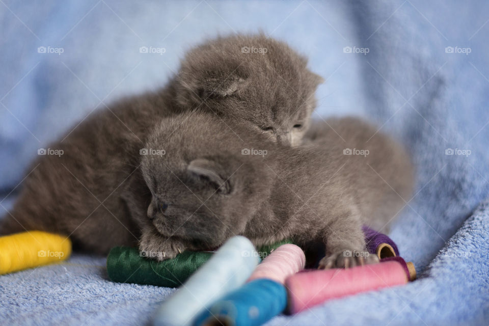 Two small kittens playing with spools