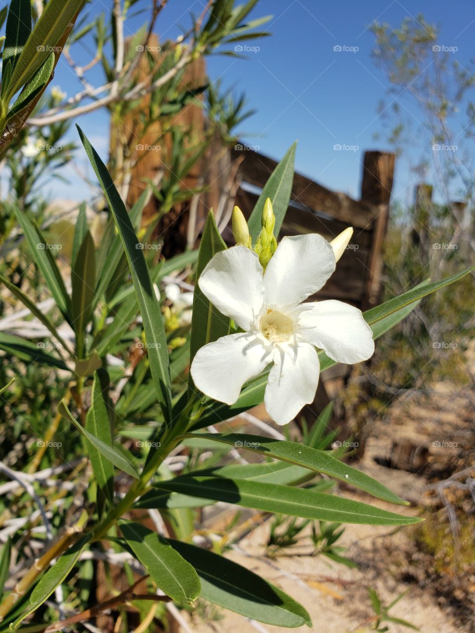 white oleander