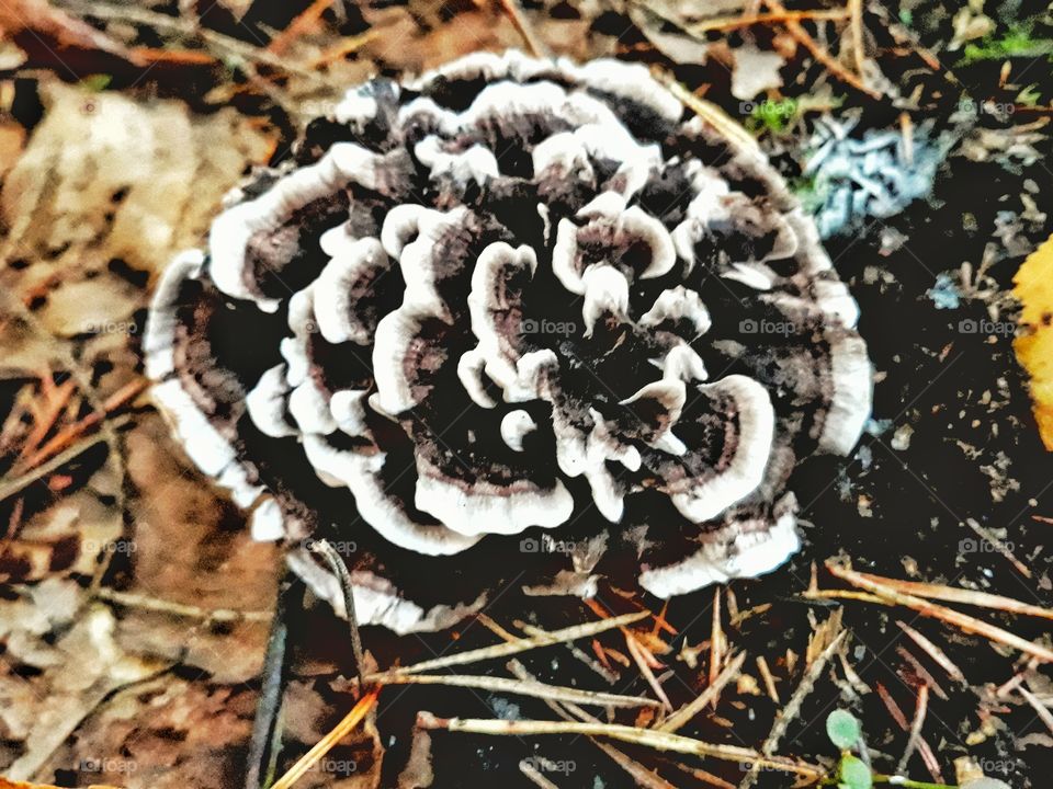mushroom like a rose