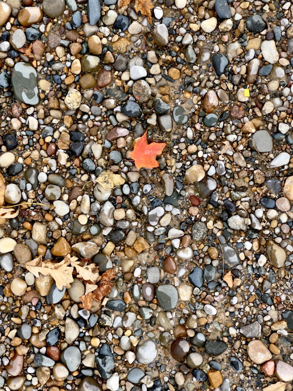 Single red Canadian maple leaf on Lake Huron pebble lakeshore beach, conceptual , copy space, background backdrop, beachcombing, nature, patriotism, Great Lakes, geology, simplistic