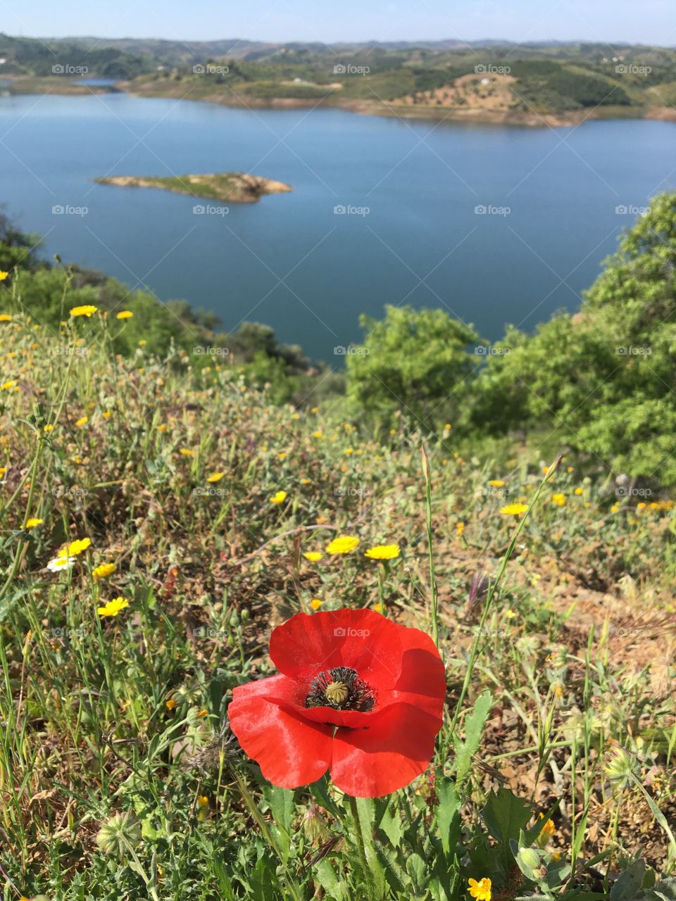 Red poppy with landscape 