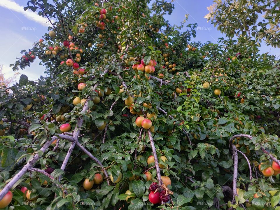 Red Plum Fruit