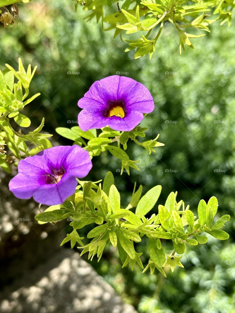 Bright purple petunia flowers blooming blossoms petals in backyard container garden summer hobby sunny weather natural light