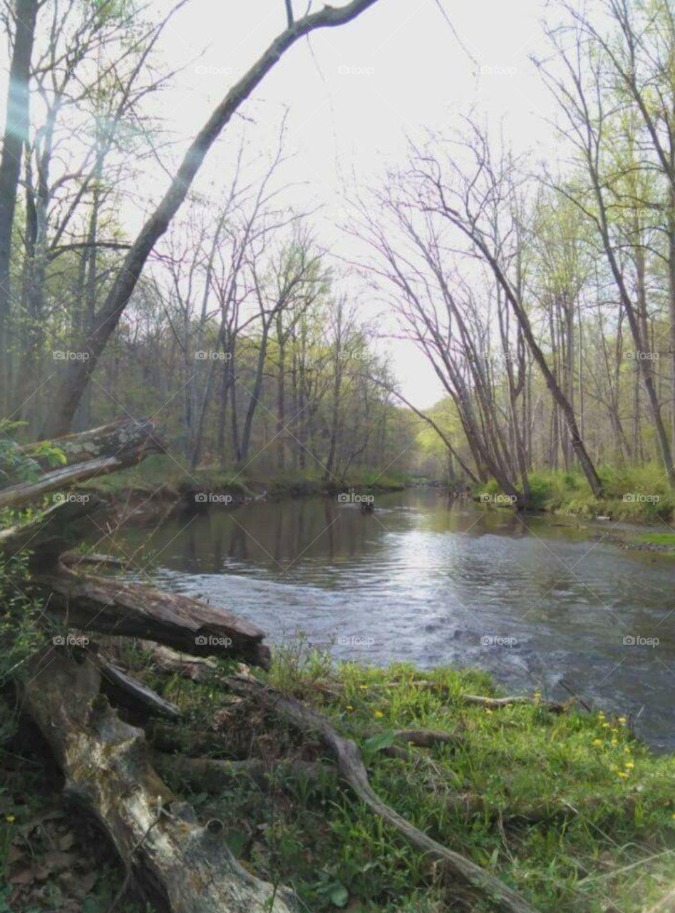 Water, Nature, Wood, Landscape, River