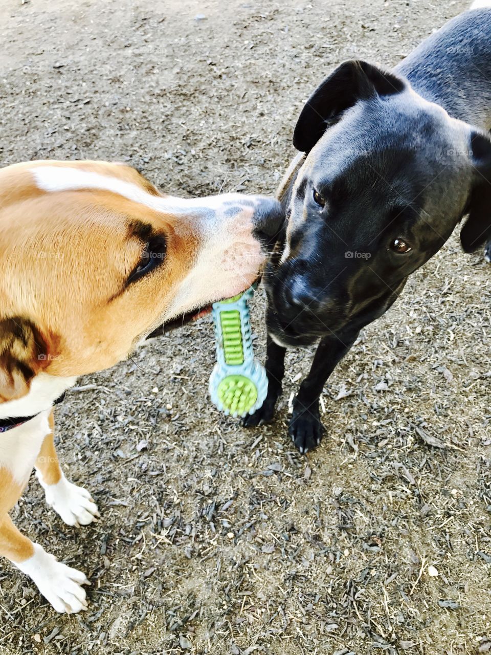 Dogs Sharing Toy