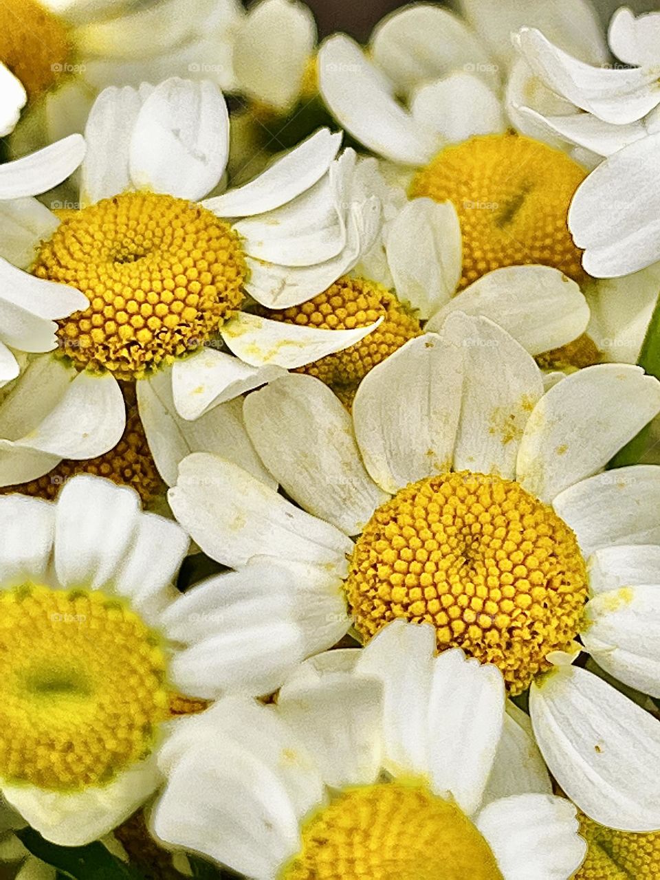 Chamomile Flowers