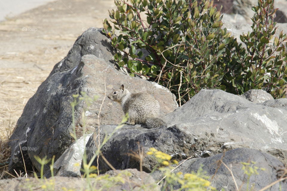 Rock squirrel