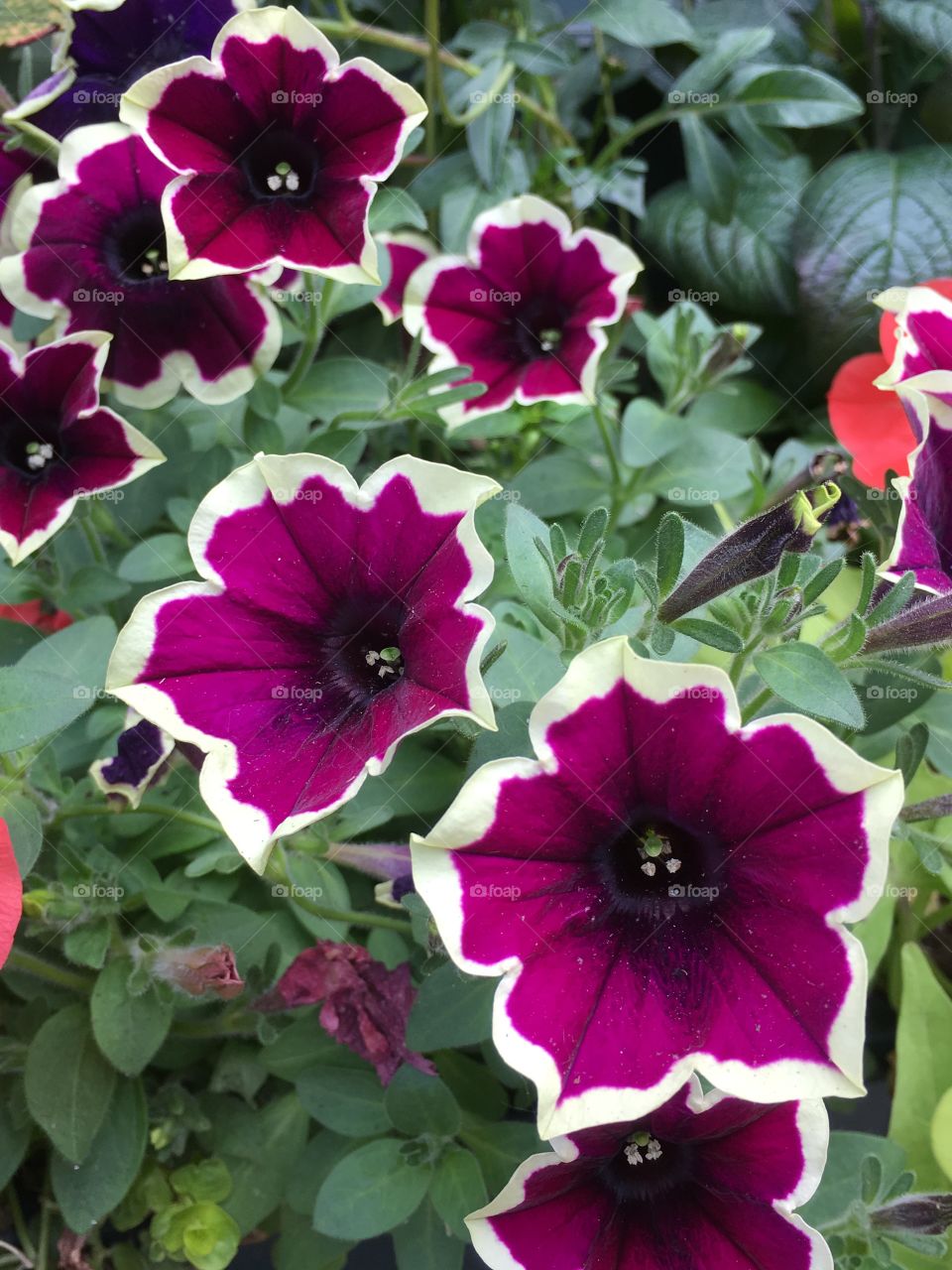 Framed petunias