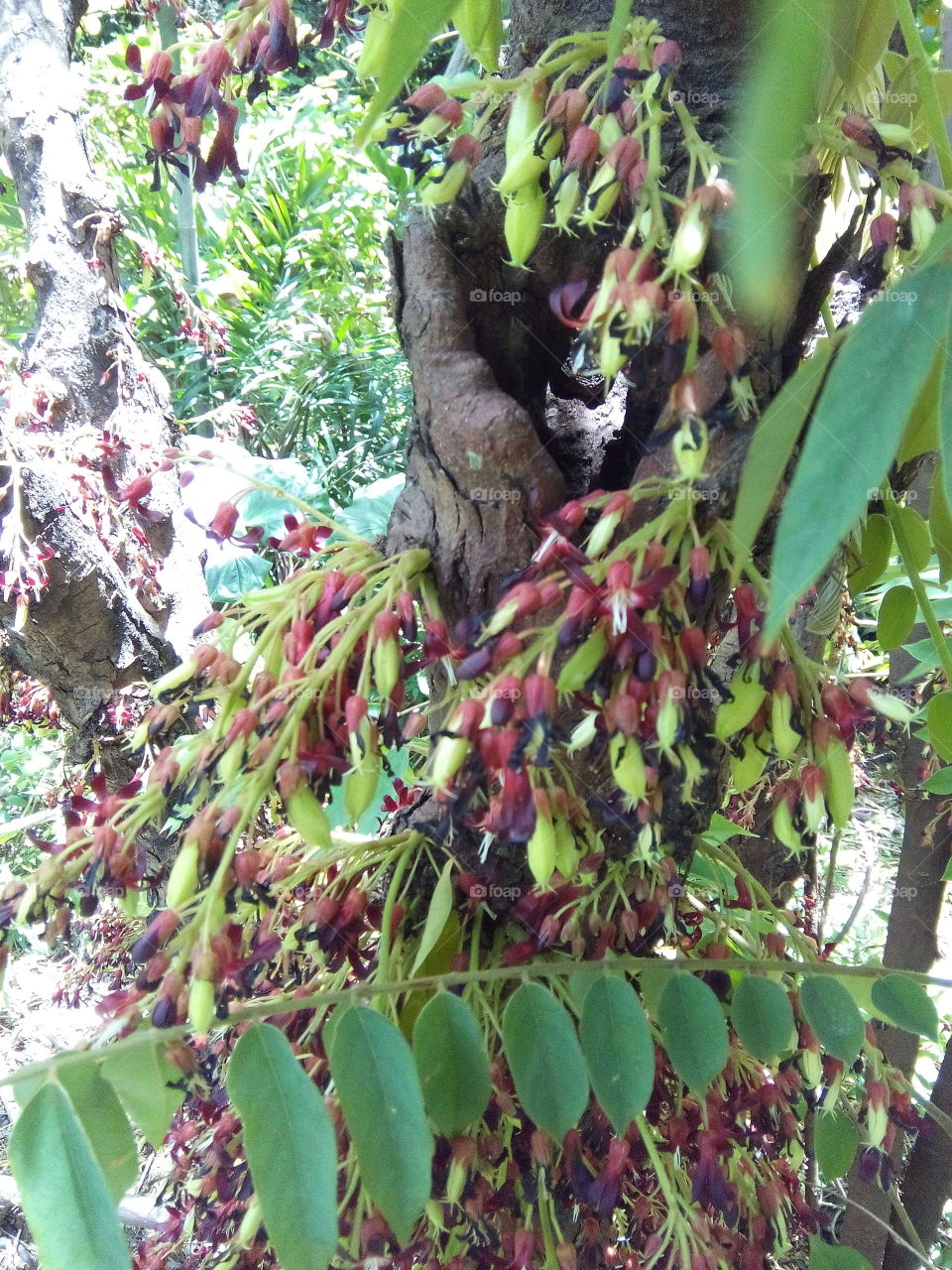 kamias also known as Averrhoa Bilimbi, cucumber tree  or tree sorrel.  full of fruits from near roots to branches