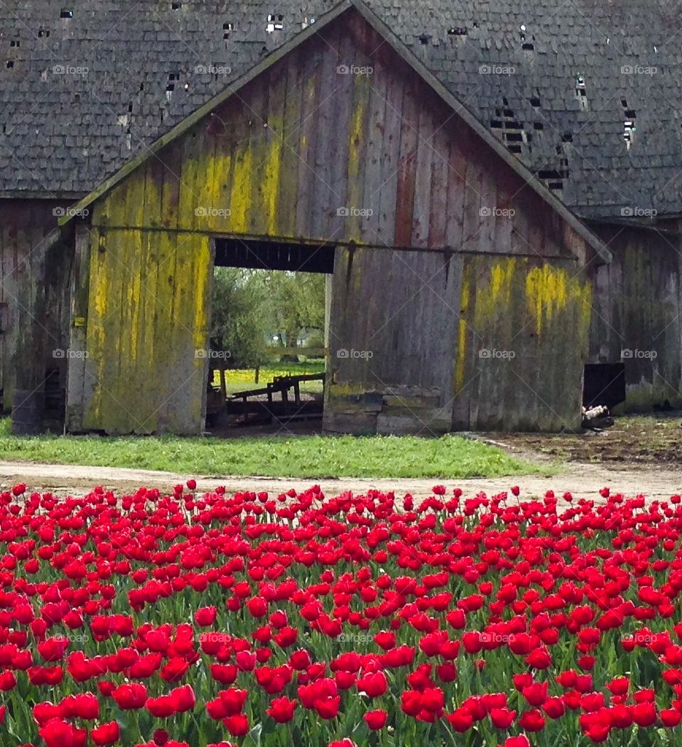 Barn and tulips