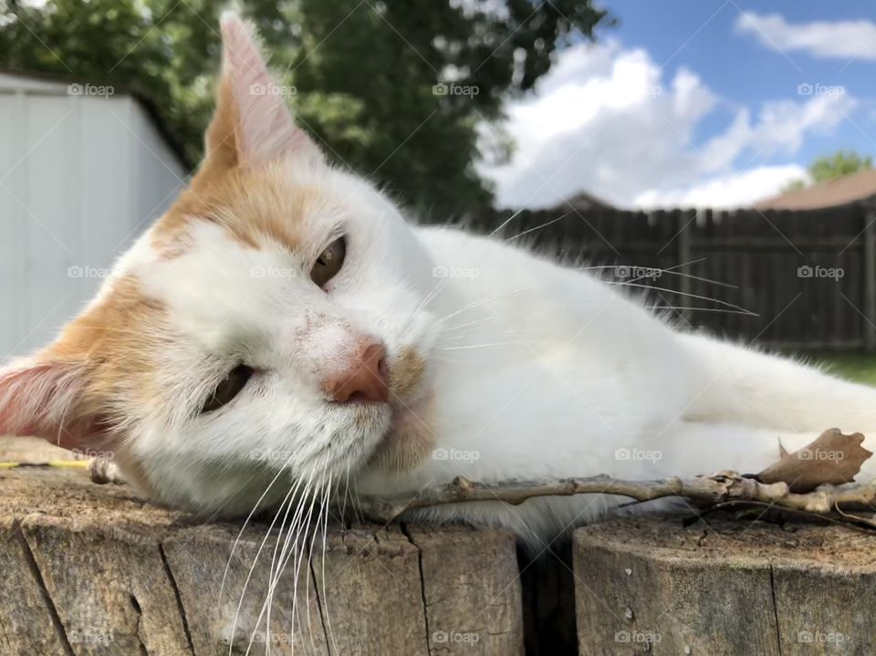 Cute humorous cat resting on stump with gorgeous sky in background