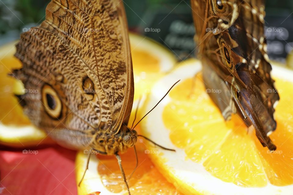 Blue Morpho Butterflies
