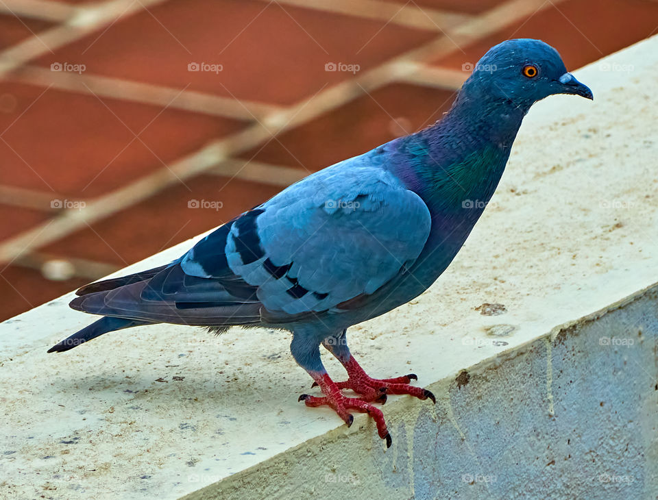 Bird photography - Dove - scouting