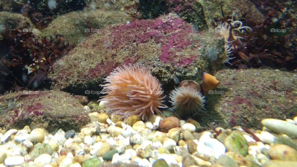 aquarium fauna
