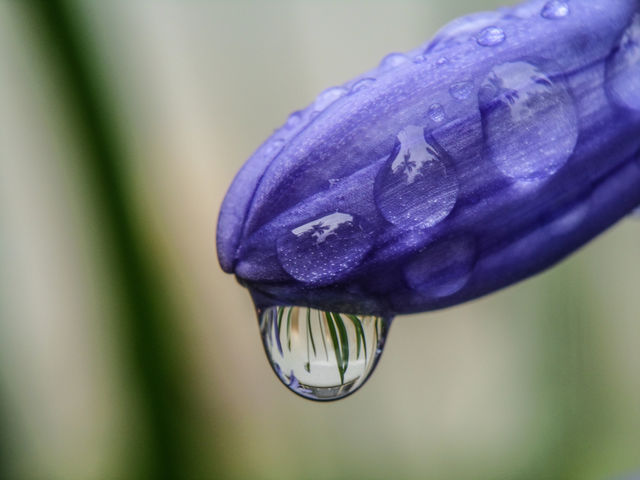 water droplet hanging from flower with reflection in it