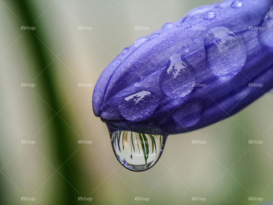 water droplet hanging from flower with reflection in it