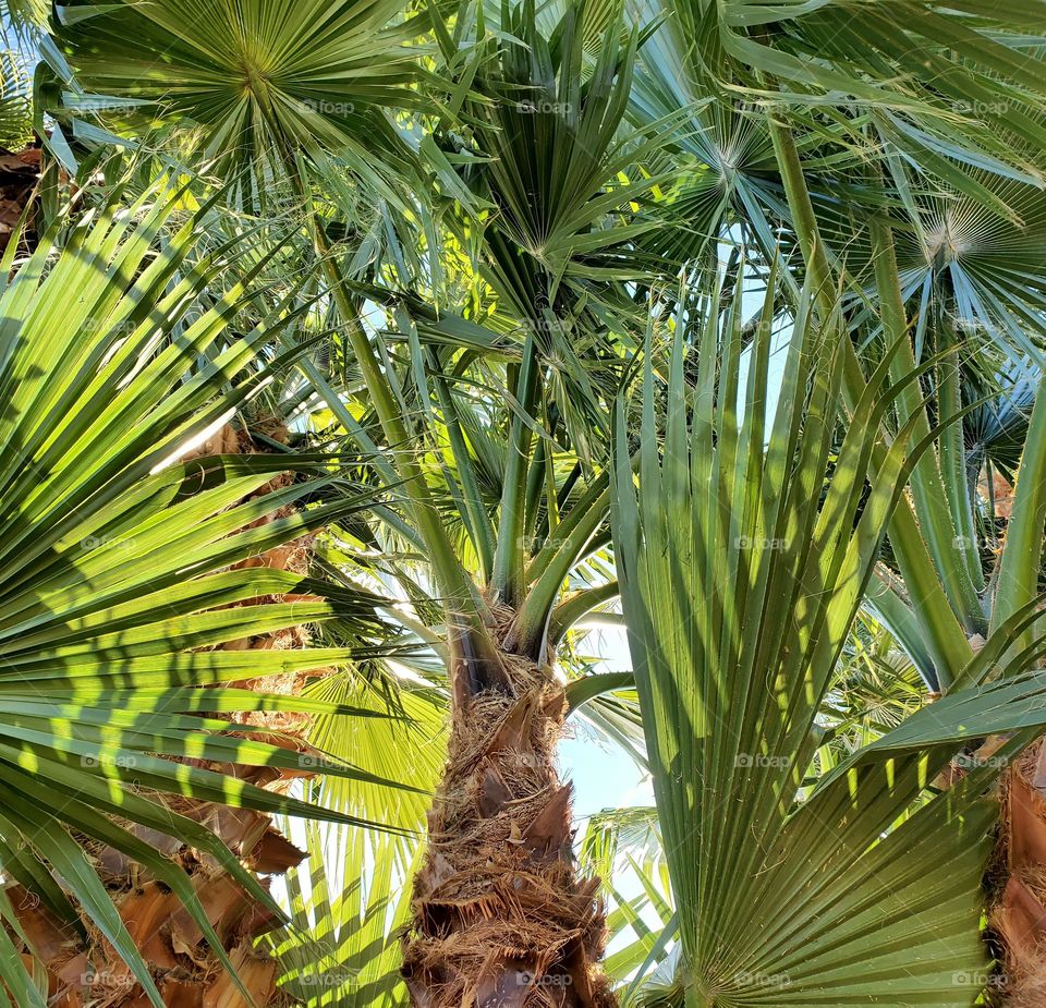 Forest of Beautiful Palm Trees