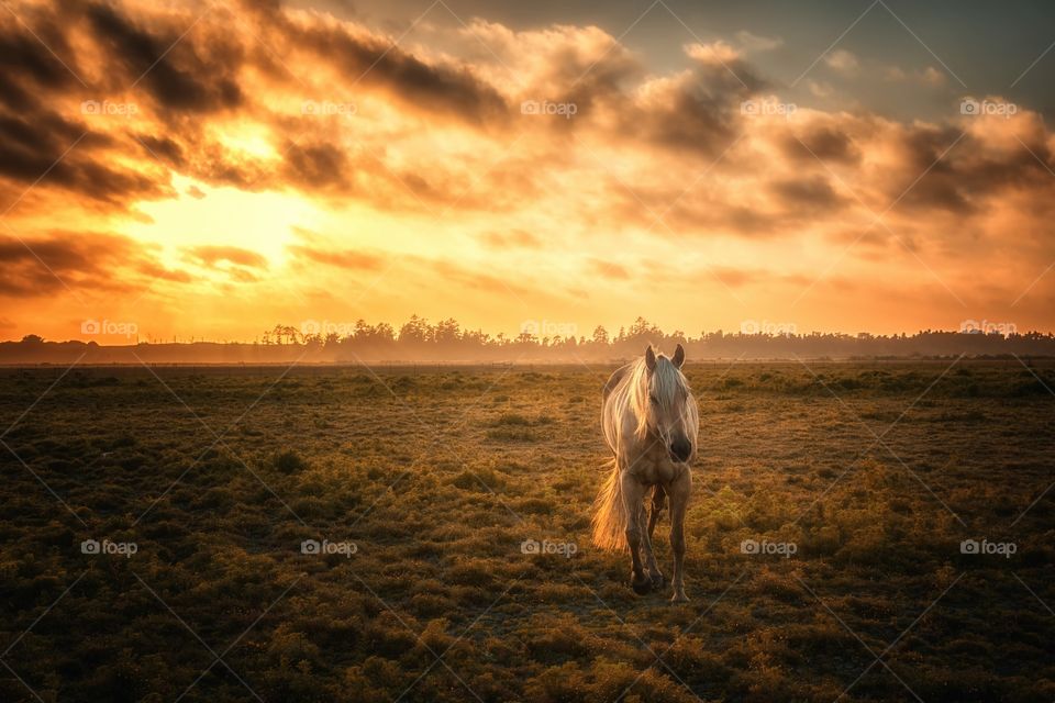 White horse against dramatic sky